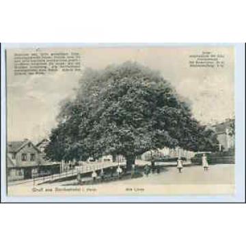 W0P18/ Bordesholm in Holst. Alte Linde Baum  AK 1913