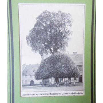 Die Linde in Geisenheim - Deutsche Bäume  -Grafik Alte Stiche um 1900    G 97