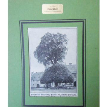 Die Linde in Geisenheim - Deutsche Bäume  -Grafik Alte Stiche um 1900    G 97