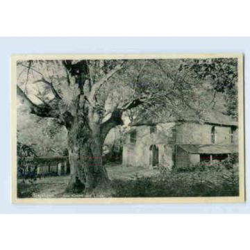 K136-3045/ Bispingen Kirche und Linde Baum  AK 1937
