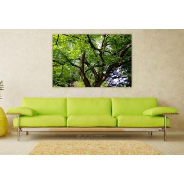 Stunning Poster Wall Art Decor Linde Tilia Tree Malvaceae Leaves 36x24 Inches