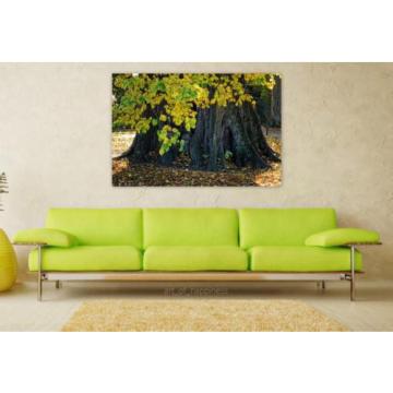 Stunning Poster Wall Art Decor Log Root Linde Nature Tree 36x24 Inches