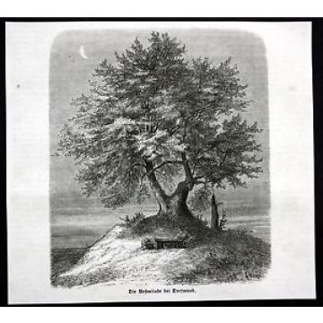 ca. 1870 Dortmund Behmlinde Linde Baum Ansicht Holzstich antique print