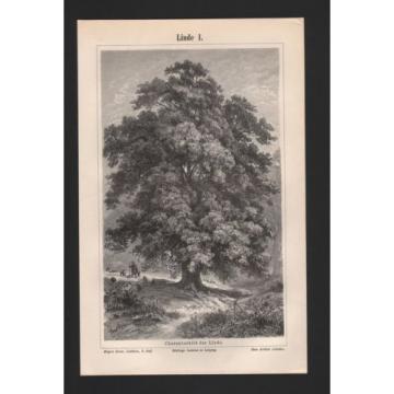 Lithografie 1897: Linde I/II. Winterlinde Baum Holz Wald Pflanze Blüte Lichtung