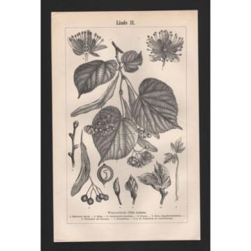 Lithografie 1897: Linde I/II. Winterlinde Baum Holz Wald Pflanze Blüte Lichtung