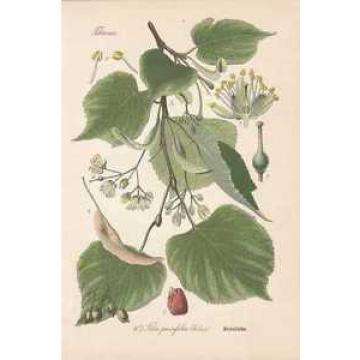 Tilia cordata Steinlinde Linde THOME Lithographie von 1886 small-leaved lime