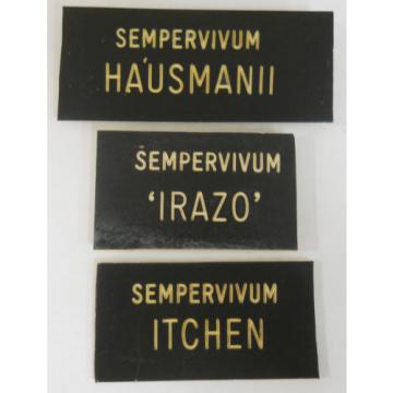 HENS &#039;n CHICKS Plant ID Labels Engraved Plastic choose 41 varieties Sempervivum